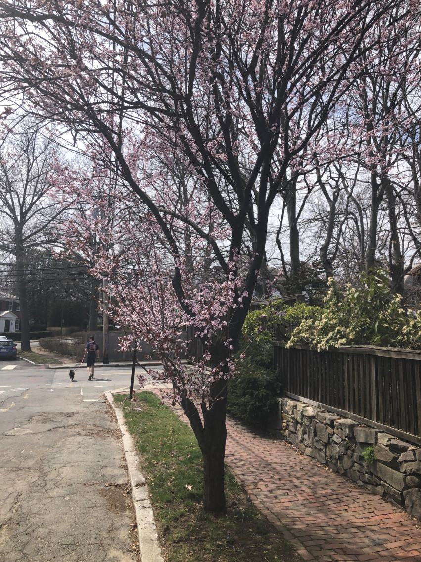 Cambridge Street Trees